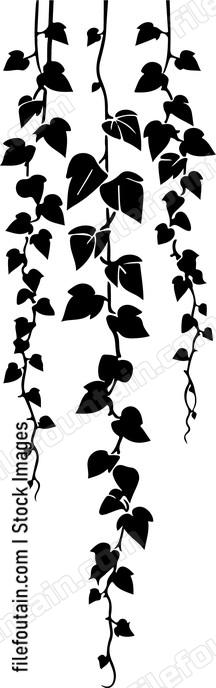 Hanging Ivy