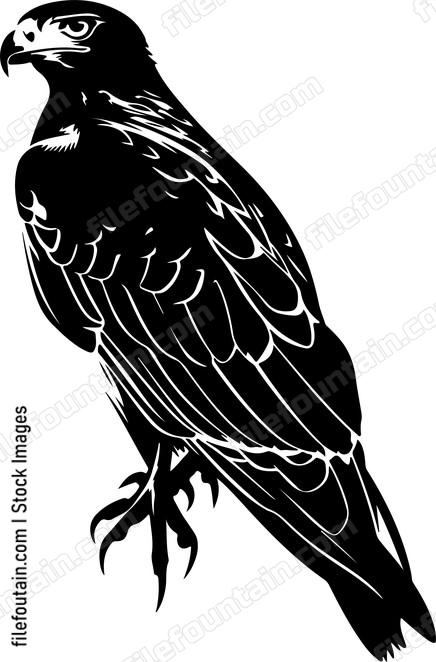 Hawk