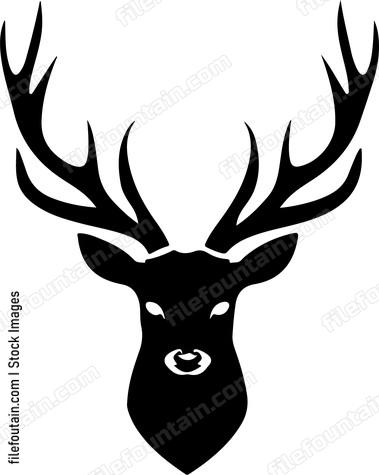 Head of deer