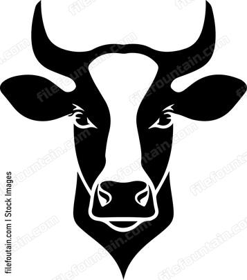Heifer