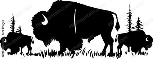 Herd Of Bison