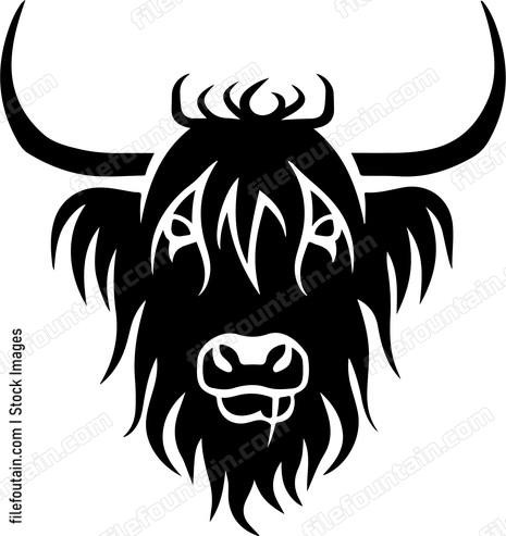 Highland Cow