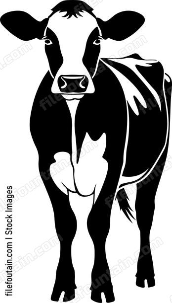 Holstein Cow