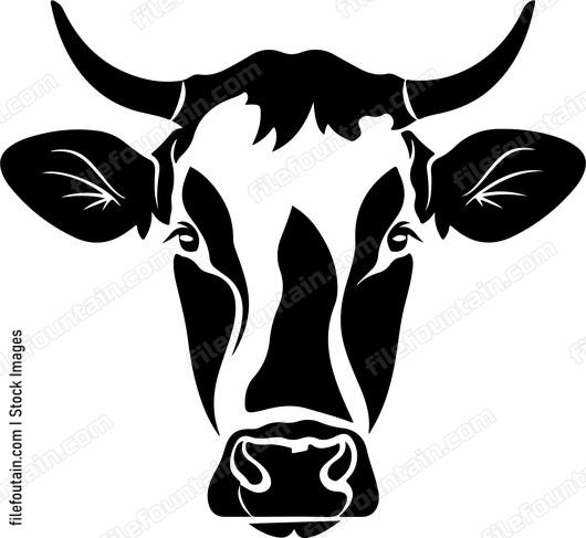 Holstein Cow