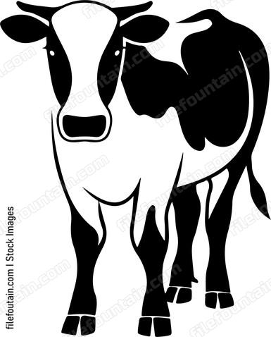 Holstein Cow