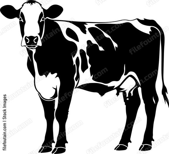 Holstein Cow