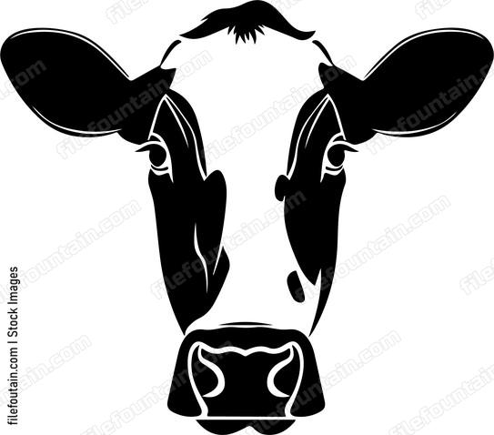 Holstein Cow