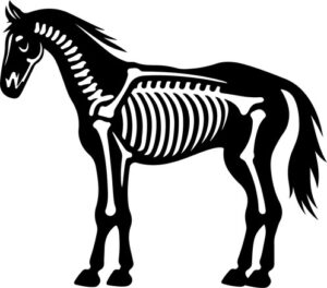 Horse Skeleton