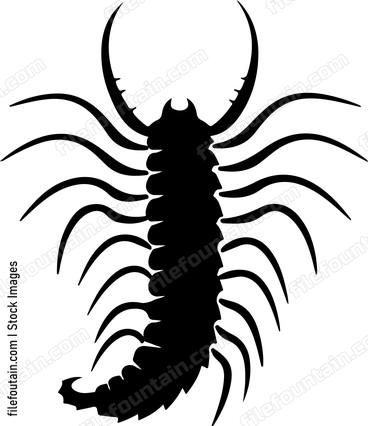 House Centipede