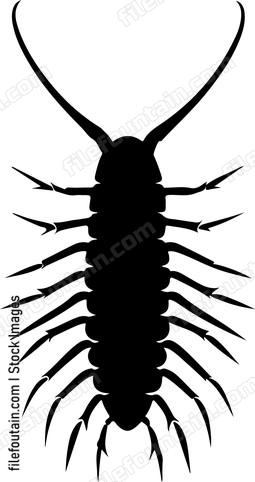 House Centipede
