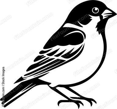 House Sparrow
