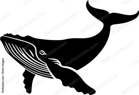 Humpback Whale