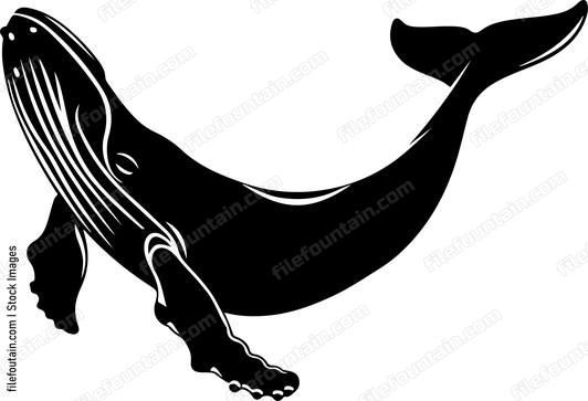 Humpback Whale
