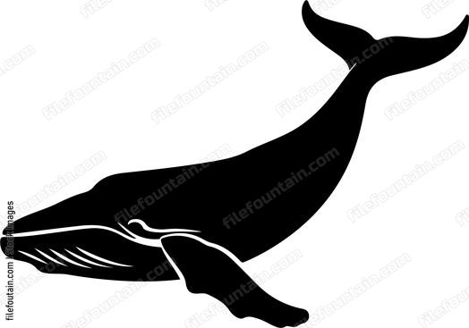 Humpback Whale