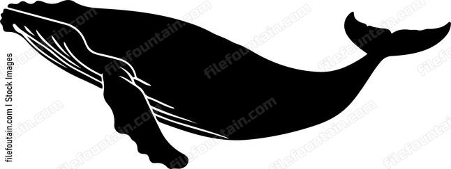 Humpback Whale Swimming