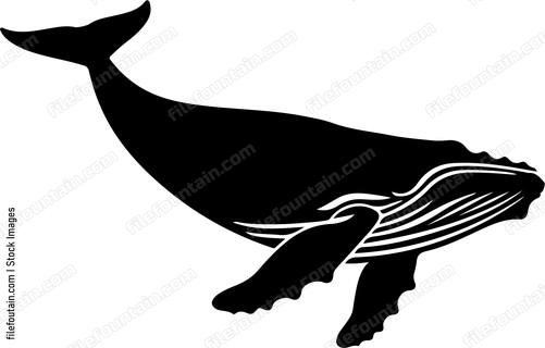Humpback Whale Swimming
