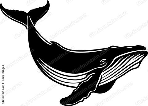 Humpback Whale Swimming