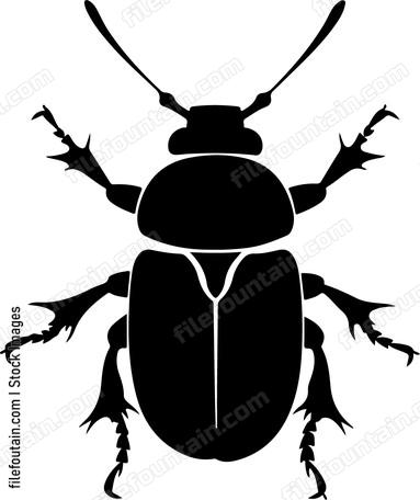 Insect