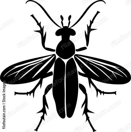 Insect