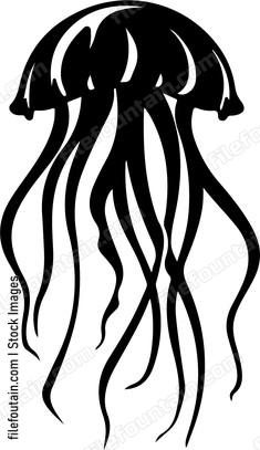 Jellyfish