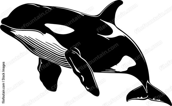 Killer Whale