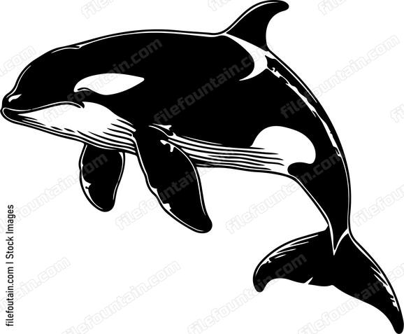 Killer Whale