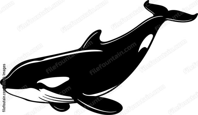 Killer Whale