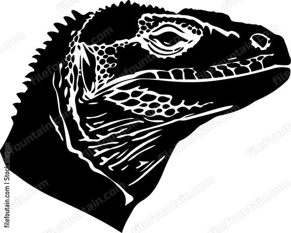 Komodo Dragon