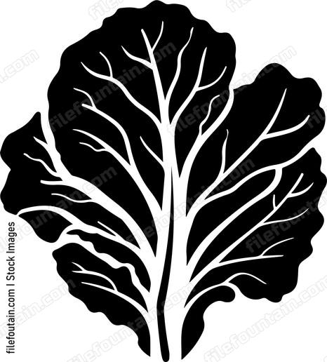 Lettuce