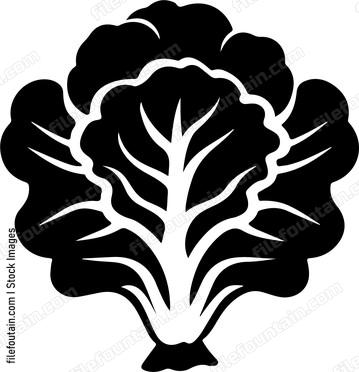 Lettuce