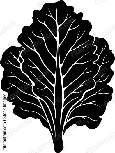Lettuce