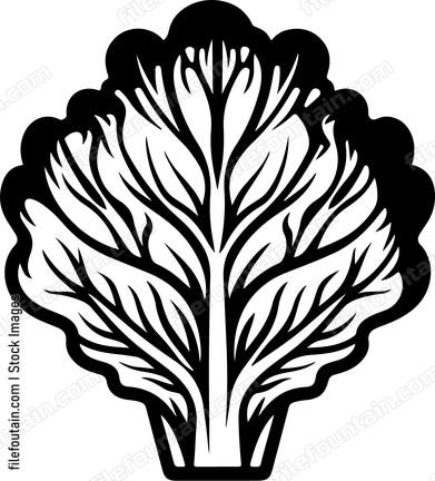 lettuce illustration