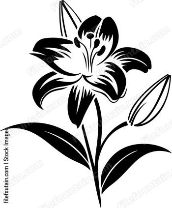 Lily Flower