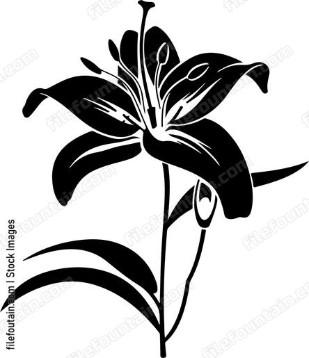 Lily Flower