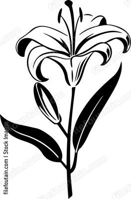 Lily Flower