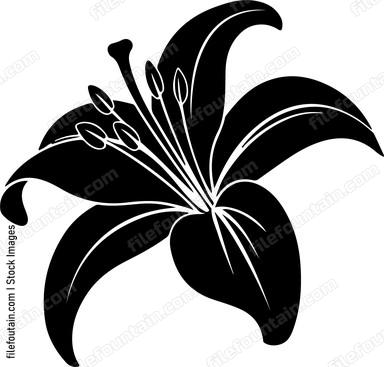 Lily Flower
