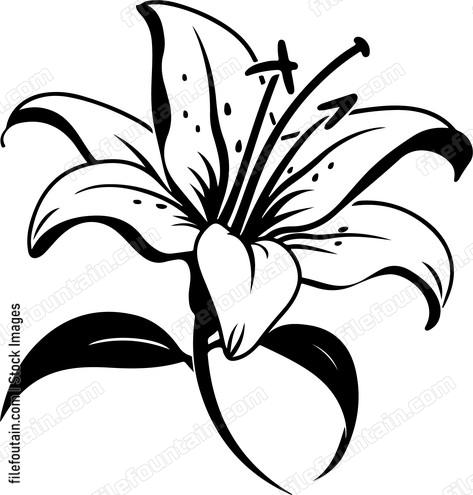 Lily Flower