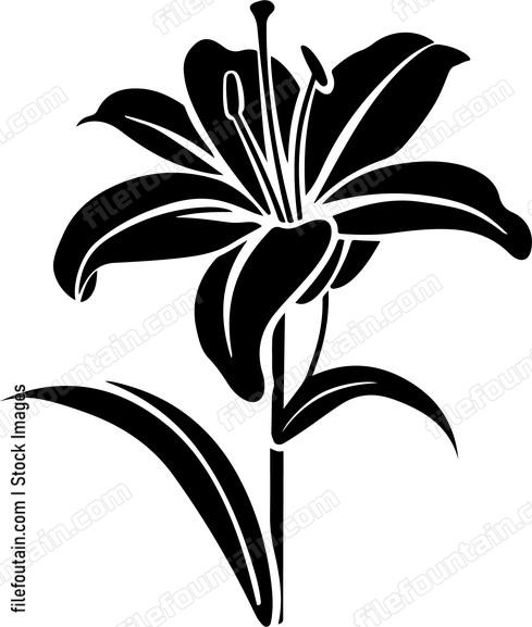 Lily Flowers