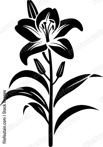 Lily Flowers