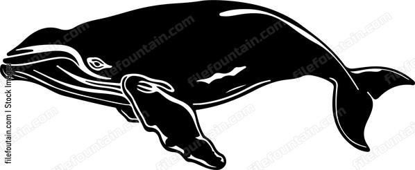 North Atlantic Whale