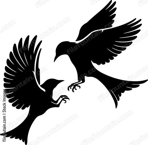oriole engaging in a playful aerial dance with another oriole