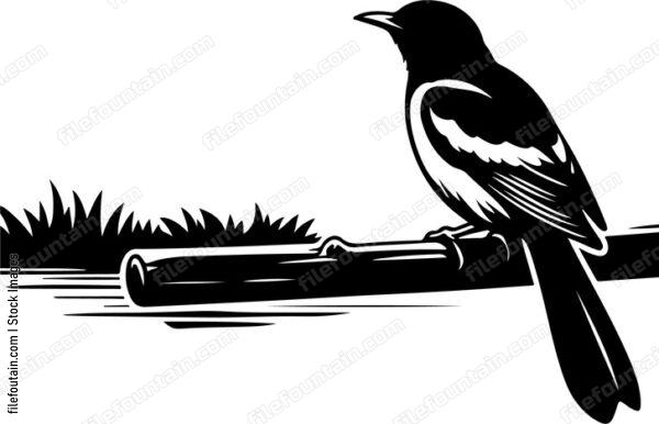 oriole gazing curiously at a passing dragonfly