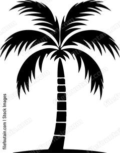 Palm Tree Split