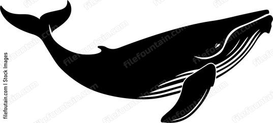 Right Whale