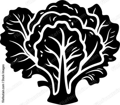 simple cabbage or lettuce