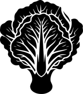 simple cabbage vegetable