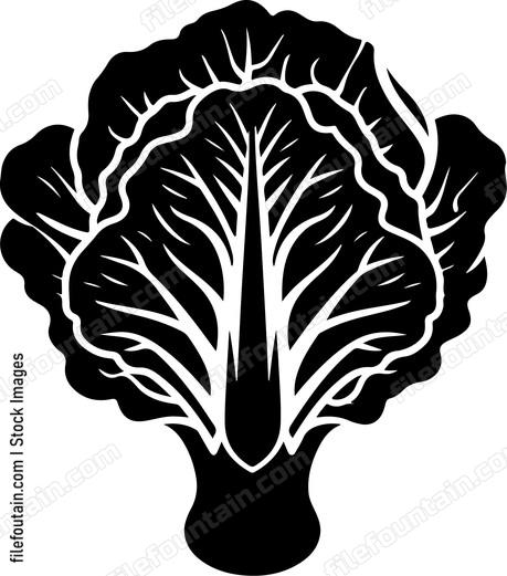 simple cabbage vegetable