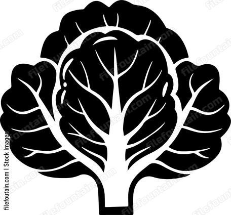 simple cabbage vegetable