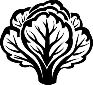 simple cabbage vegetable