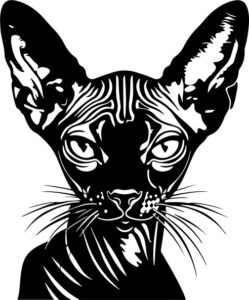 Sphynx Cat